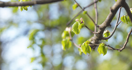 linden branch with young fresh leaves