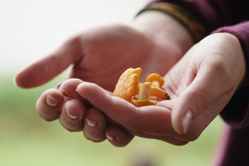 fresh chanterelle mushrooms in female teen hands