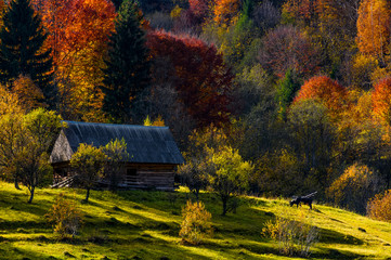 cow near woodshed in autumn forest