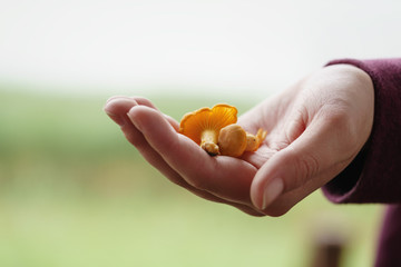 fresh chanterelle mushrooms in female teen hand