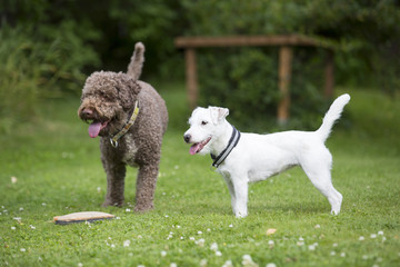Parson russell terrier puppy standing next to a lagotto romagnolo outdoors.