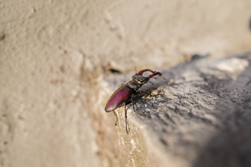 Beetle of lucanus lucanus cervus or stag beetl in wildlife on rock close up image