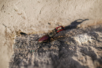 Beetle of lucanus lucanus cervus or stag beetl in wildlife on rock close up image