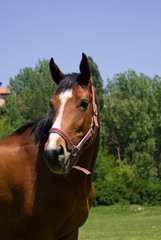 Obraz premium Head of Horse