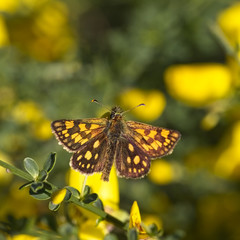 Chequered Skipper or Arctic Skipper butterfly (Carterocephalus palaemon), Eifel, Germany.