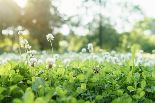 Fototapeta meadow full of clover flowers