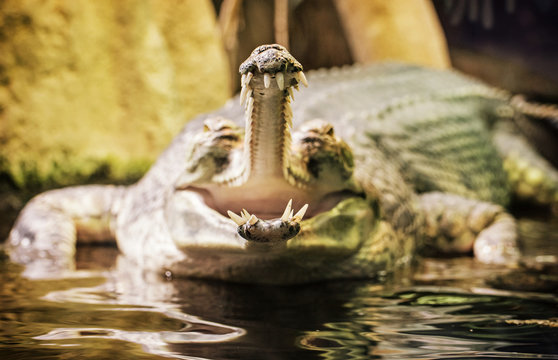 Gharial - Gavialis gangeticus with the horrible jaw, yellow filter