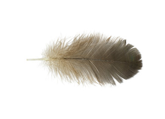 feather on white background