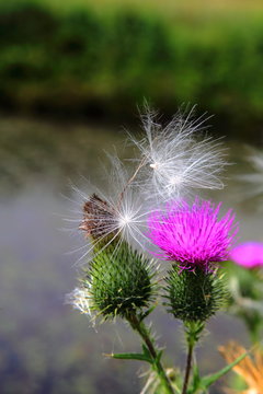 Thistle