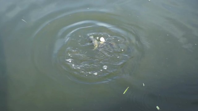 Many fish eat in the pond.