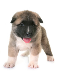 puppy american akita