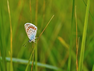 Beautiful Polyommatus icarus on the summer meadow. The side view of a blue butterfly. Insect with pattern wings.