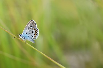 Fototapeta na wymiar Beautiful Polyommatus icarus on the summer meadow. The side view of a blue butterfly. Insect with pattern wings.