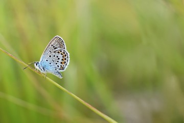 Beautiful Polyommatus icarus on the summer meadow. The side view of a blue butterfly. Insect with pattern wings.