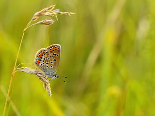 Beautiful Polyommatus icarus on the summer meadow. The side view of a blue butterfly. Insect with pattern wings.