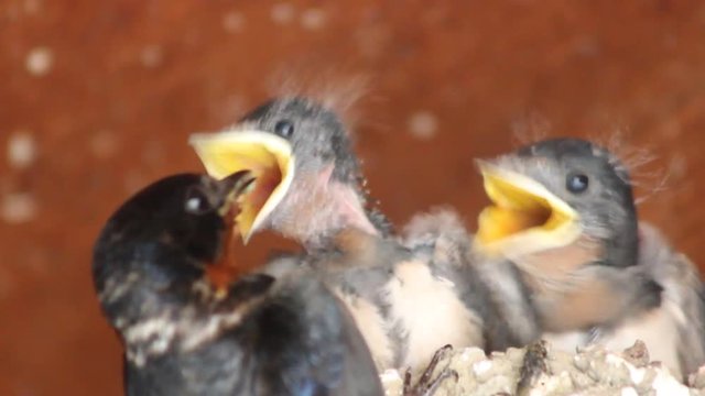 ツバメの子育て