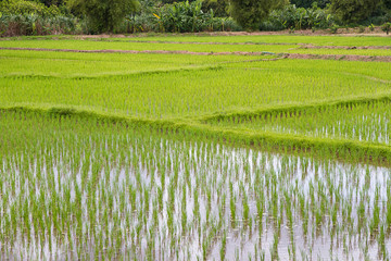 Fototapeta premium Rice field in thailand