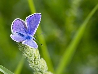 Common Blue butterfly, (Polyommatus icarus), male resting, Eifel Mountains, Germany