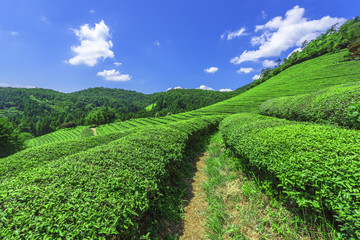 Fototapeta na wymiar Daehandawon Green tea plantation in Boseong,South Korea.