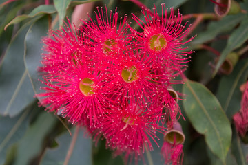 Pink Eucalyptus Flower