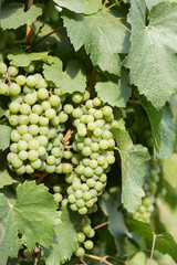 Large bunches of grapes ripen against the background of greenery