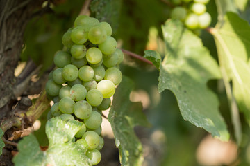 Large bunches of grapes ripen against the background of greenery