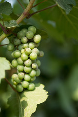 Large bunches of grapes ripen against the background of greenery
