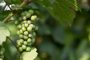 Large bunches of grapes ripen against the background of greenery