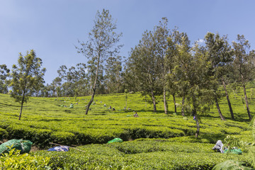 Tea gardens in Munnar, Kerala, India