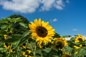 two bee sitting on sunflower with blue sky