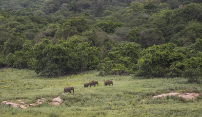 Fototapeta na wymiar Elephants in wildlife sanctuary in India