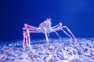 Fototapeta premium araignée de mer