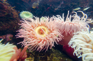 anémone de mer
