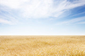 golden wheat field and sunny day
