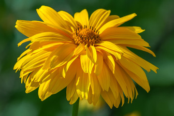 Closeup view of yellow flowers (background)