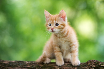 Naklejka na ściany i meble red kitten on a tree in summer
