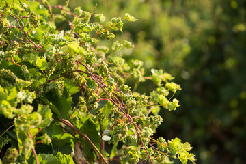 Grape disease, grapevine is affected by pests