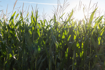 Maisfeld, blauer Himmel, Sonne
