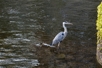 Naklejka premium Graureiher (Ardea cinerea)