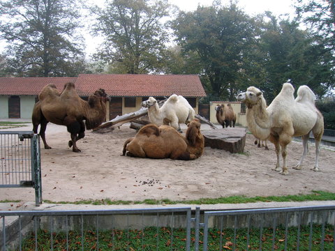 Group of camels in the zoo.
