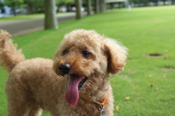 トイプードル　顔　アップ　緑　芝生