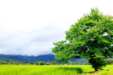 Obraz premium closeup green tree, beautiful view rice field and mountain with mist. soft-focus and over light in the background