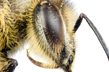 Head of the honey bee