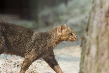 photo of Jaguarundi