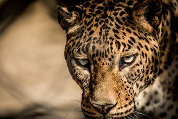Sri Lankan leopard