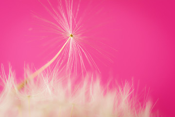 Seed of dandelion