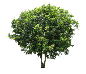 Tree isolated on white background