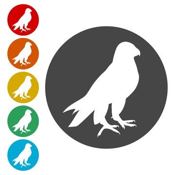 Falcon bird icons set 