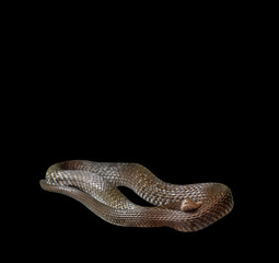 Yellow-Spotted Keelback Coiled on Black Background, Clipping Path