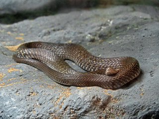 Yellow-Spotted Keelback Coiled on The Rock